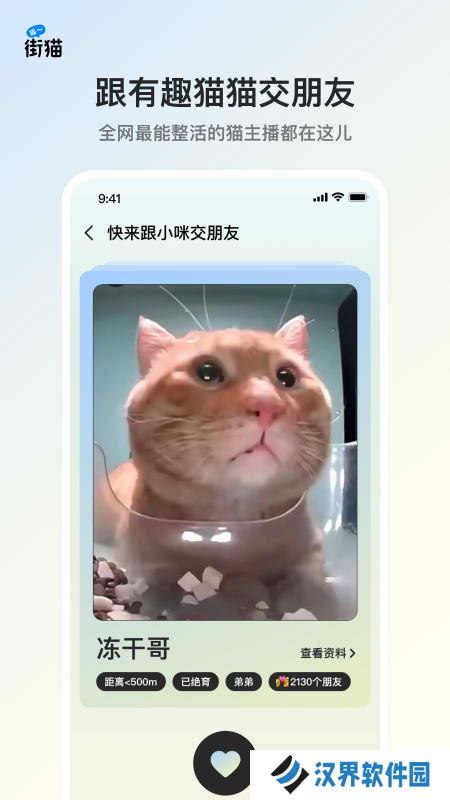 街猫